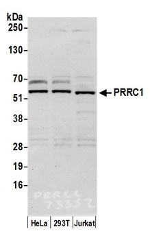 Rabbit anti-PRRC1 Antibody