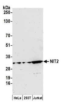 NIT2 Antibody