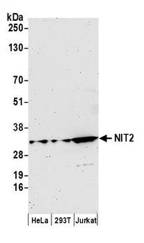 Rabbit anti-NIT2 Antibody