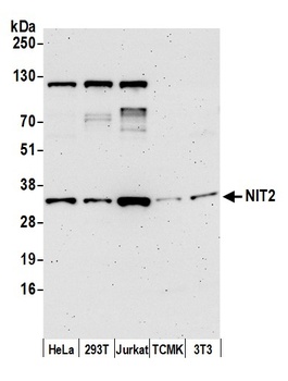 Rabbit anti-NIT2 Antibody