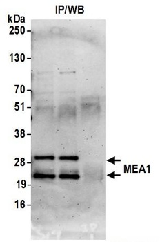 Rabbit anti-MEA1 Antibody