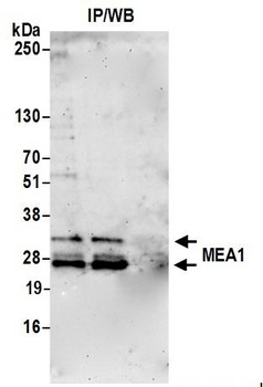 Rabbit anti-MEA1 Antibody