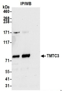 Rabbit anti-TMTC3 Antibody