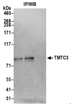 TMTC3 Antibody