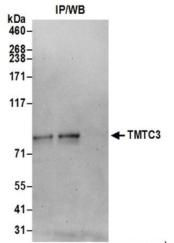 Rabbit anti-TMTC3 Antibody