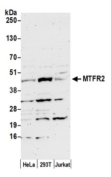 Rabbit anti-MTFR2 Antibody