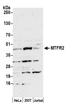 MTFR2 Antibody