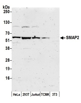 SMAP2 Antibody