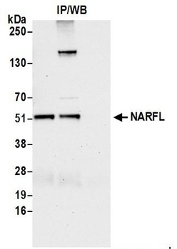 Rabbit anti-NARFL Antibody