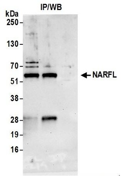 Rabbit anti-NARFL Antibody