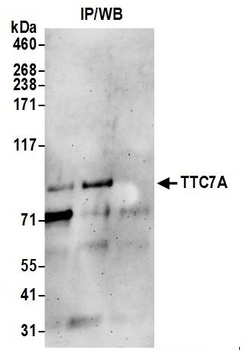 TTC7A Antibody