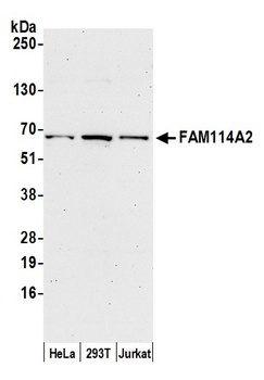 Rabbit anti-FAM114A2 Antibody