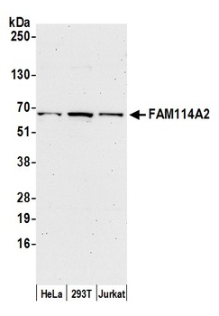 FAM114A2 Antibody