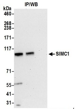 SIMC1 Antibody