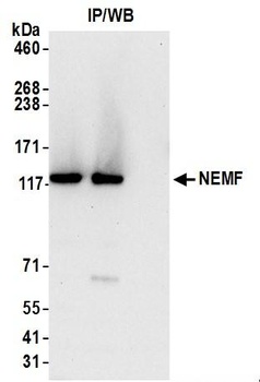 NEMF Antibody