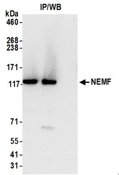 Rabbit anti-NEMF Antibody
