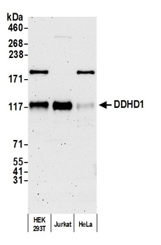 Rabbit anti-DDHD1 Antibody