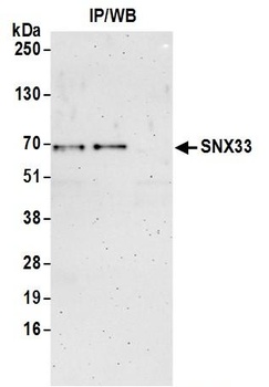 Rabbit anti-SNX33 Antibody