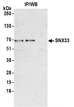 SNX33 Antibody