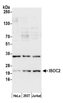 Rabbit anti-ISOC2 Antibody