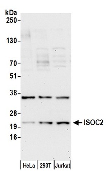 ISOC2 Antibody