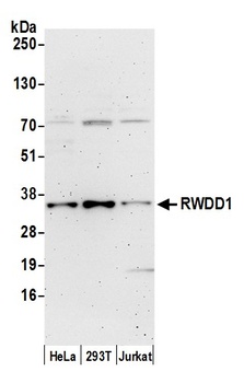 Rabbit anti-RWDD1 Antibody