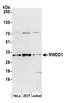 RWDD1 Antibody