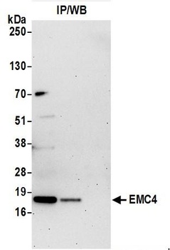 EMC4 Antibody