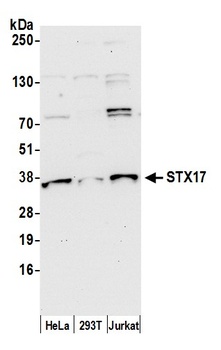 STX17 Antibody