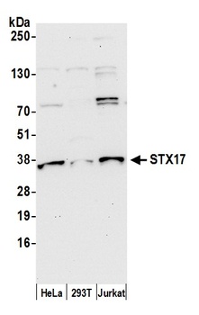 Rabbit anti-STX17 Antibody