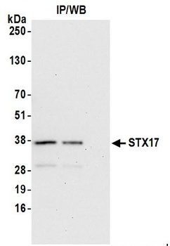 Rabbit anti-STX17 Antibody