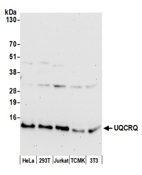 Rabbit anti-UQCRQ Antibody