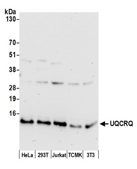 UQCRQ Antibody