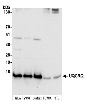 Rabbit anti-UQCRQ Antibody