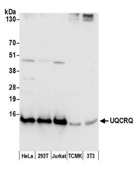 UQCRQ Antibody