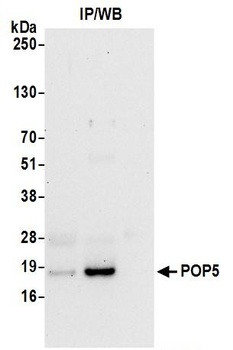 Rabbit anti-POP5 Antibody