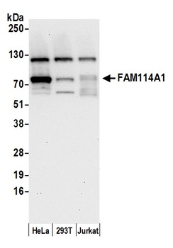 FAM114A1 Antibody