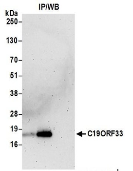 Rabbit anti-C19ORF33 Antibody