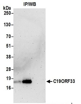 C19ORF33 Antibody