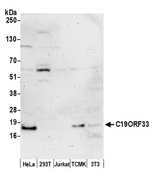 C19ORF33 Antibody