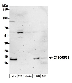 Rabbit anti-C19ORF33 Antibody