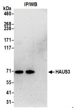 HAUS3 Antibody