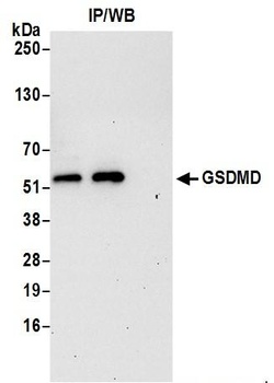 GSDMD Antibody