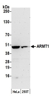 Rabbit anti-ARMT1 Antibody