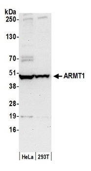 Rabbit anti-ARMT1 Antibody