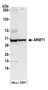 ARMT1 Antibody