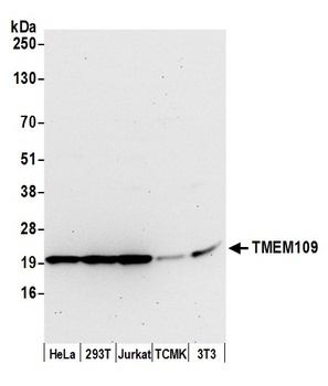 TMEM109 Antibody