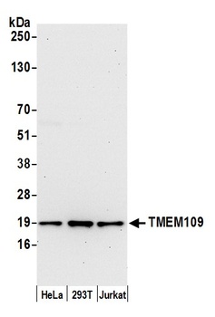 TMEM109 Antibody