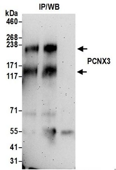 PCNX3 Antibody