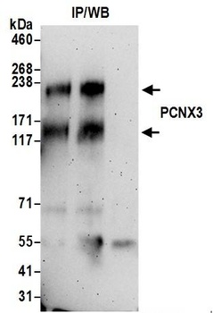 Rabbit anti-PCNX3 Antibody